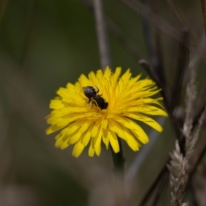 Lasioglossum sp. (genus) at Gungaderra Grassland (GUN_6) - 22 Dec 2023