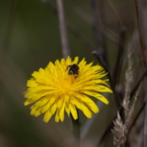 Lasioglossum sp. (genus) at Gungaderra Grassland (GUN_6) - 22 Dec 2023 01:09 PM