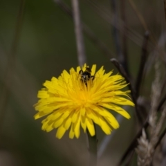 Lasioglossum sp. (genus) at Gungaderra Grassland (GUN_6) - 22 Dec 2023