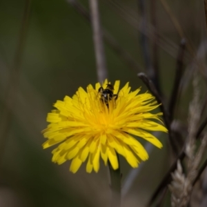 Lasioglossum sp. (genus) at Gungaderra Grassland (GUN_6) - 22 Dec 2023 01:09 PM