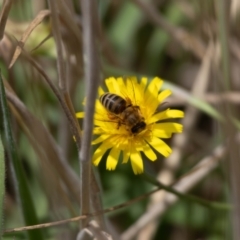 Apis mellifera (European honey bee) at Gungaderra Grasslands - 22 Dec 2023 by pixelnips