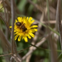 Apis mellifera at Gungaderra Grassland (GUN_6) - 22 Dec 2023