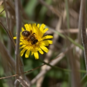 Apis mellifera at Gungaderra Grassland (GUN_6) - 22 Dec 2023 01:10 PM