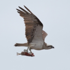 Pandion haliaetus at Cleveland, QLD - 25 Nov 2023