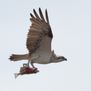 Pandion haliaetus at Cleveland, QLD - suppressed