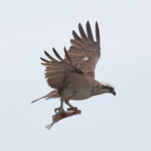 Pandion haliaetus at Cleveland, QLD - 25 Nov 2023