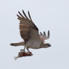 Pandion haliaetus at Cleveland, QLD - suppressed
