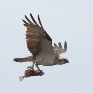 Pandion haliaetus at Cleveland, QLD - suppressed