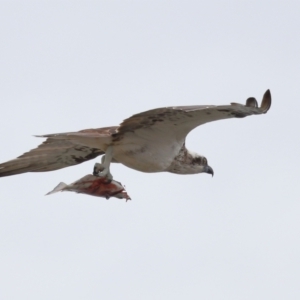 Pandion haliaetus at Cleveland, QLD - suppressed