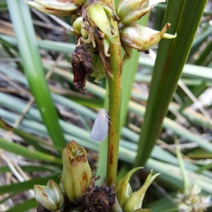 Anzora unicolor at Watson, ACT - 21 Dec 2023