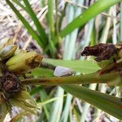 Anzora unicolor at Watson, ACT - 21 Dec 2023