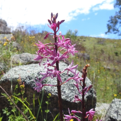 Dipodium punctatum (Blotched Hyacinth Orchid) at Kambah, ACT - 22 Dec 2023 by HelenCross