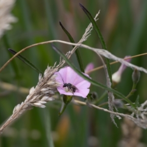 Lasioglossum (Chilalictus) sp. (genus & subgenus) at Gungaderra Grassland (GUN_6) - 22 Dec 2023 01:14 PM