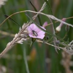 Lasioglossum (Chilalictus) sp. (genus & subgenus) at Gungaderra Grassland (GUN_6) - 22 Dec 2023