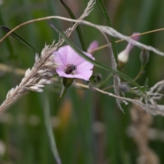 Lasioglossum (Chilalictus) sp. (genus & subgenus) at Gungaderra Grassland (GUN_6) - 22 Dec 2023