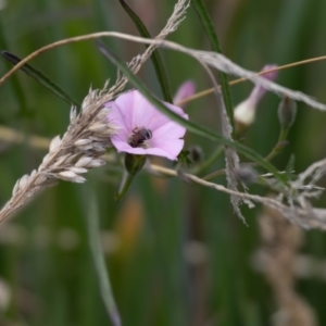 Lasioglossum (Chilalictus) sp. (genus & subgenus) at Gungaderra Grassland (GUN_6) - 22 Dec 2023 01:14 PM