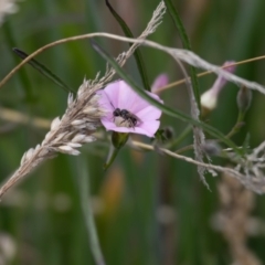 Lasioglossum (Chilalictus) sp. (genus & subgenus) at Gungaderra Grassland (GUN_6) - 22 Dec 2023