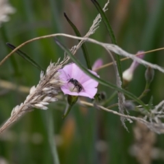 Lasioglossum (Chilalictus) sp. (genus & subgenus) at Gungaderra Grassland (GUN_6) - 22 Dec 2023