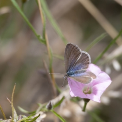 Zizina otis (Common Grass-Blue) at Gungaderra Grasslands - 22 Dec 2023 by pixelnips