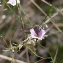 Zizina otis at Gungaderra Grassland (GUN_6) - 22 Dec 2023