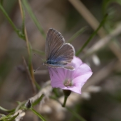 Zizina otis at Gungaderra Grassland (GUN_6) - 22 Dec 2023