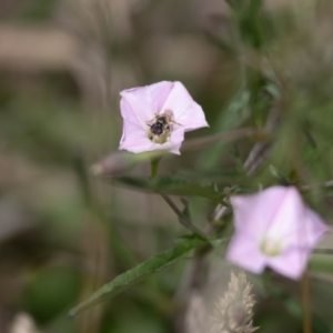 Lasioglossum (Chilalictus) sp. (genus & subgenus) at Gungaderra Grassland (GUN_6) - 22 Dec 2023