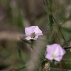 Lasioglossum (Chilalictus) sp. (genus & subgenus) at Gungaderra Grassland (GUN_6) - 22 Dec 2023 01:20 PM