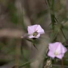 Lasioglossum (Chilalictus) sp. (genus & subgenus) at Gungaderra Grassland (GUN_6) - 22 Dec 2023