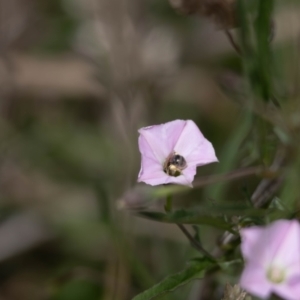 Lasioglossum (Chilalictus) sp. (genus & subgenus) at Gungaderra Grassland (GUN_6) - 22 Dec 2023