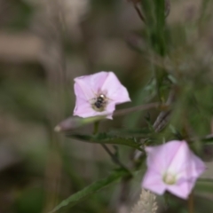 Lasioglossum (Chilalictus) sp. (genus & subgenus) at Gungaderra Grassland (GUN_6) - 22 Dec 2023