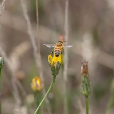 Apis mellifera (European honey bee) at Gungaderra Grassland (GUN_6) - 22 Dec 2023 by pixelnips