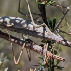 Archimantis latistyla at McQuoids Hill - 22 Dec 2023 12:47 PM