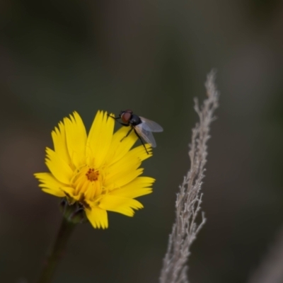 Muscoidea (super family) at Gungaderra Grasslands - 22 Dec 2023 by pixelnips