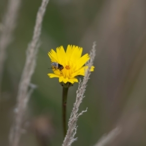 Muscoidea (super family) at Gungaderra Grassland (GUN_6) - 22 Dec 2023 01:23 PM