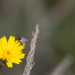 Muscoidea (super family) at Gungaderra Grassland (GUN_6) - 22 Dec 2023 01:23 PM