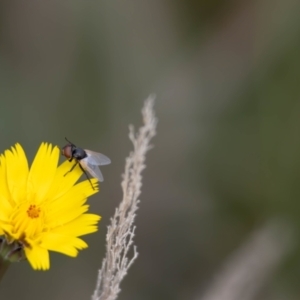 Muscoidea (super family) at Gungaderra Grassland (GUN_6) - 22 Dec 2023 01:23 PM