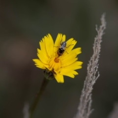 Muscoidea (super family) at Gungaderra Grassland (GUN_6) - 22 Dec 2023 01:23 PM