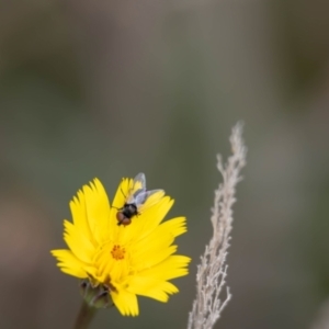 Muscoidea (super family) at Gungaderra Grassland (GUN_6) - 22 Dec 2023 01:23 PM