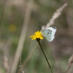 Pieris rapae at Gungaderra Grassland (GUN_6) - 22 Dec 2023