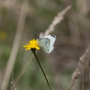 Pieris rapae at Gungaderra Grassland (GUN_6) - 22 Dec 2023