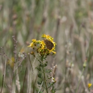 Heteronympha merope at Gungaderra Grassland (GUN_6) - 22 Dec 2023