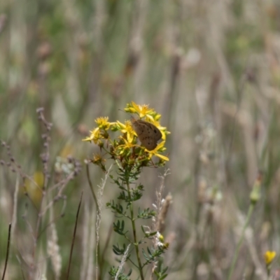 Heteronympha merope (Common Brown Butterfly) at Gungaderra Grasslands - 22 Dec 2023 by pixelnips