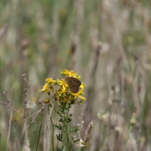 Heteronympha merope at Gungaderra Grassland (GUN_6) - 22 Dec 2023