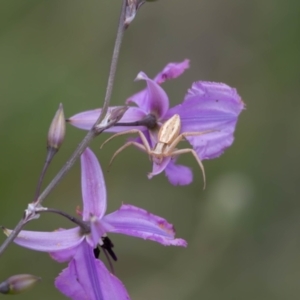 Runcinia acuminata at Gungaderra Grassland (GUN_6) - 22 Dec 2023 01:57 PM