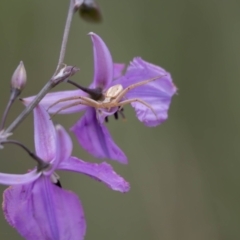 Runcinia acuminata at Gungaderra Grassland (GUN_6) - 22 Dec 2023