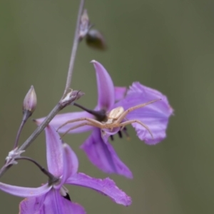 Runcinia acuminata at Gungaderra Grassland (GUN_6) - 22 Dec 2023