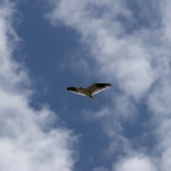 Elanus axillaris (Black-shouldered Kite) at Gungaderra Grasslands - 22 Dec 2023 by pixelnips