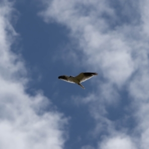 Elanus axillaris at Gungaderra Grassland (GUN_6) - 22 Dec 2023