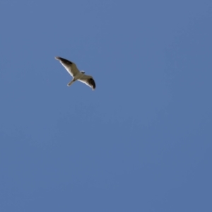 Elanus axillaris at Gungaderra Grassland (GUN_6) - 22 Dec 2023