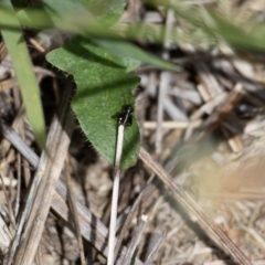 Grylloidea (superfamily) (Unidentified cricket) at Gungaderra Grasslands - 22 Dec 2023 by pixelnips